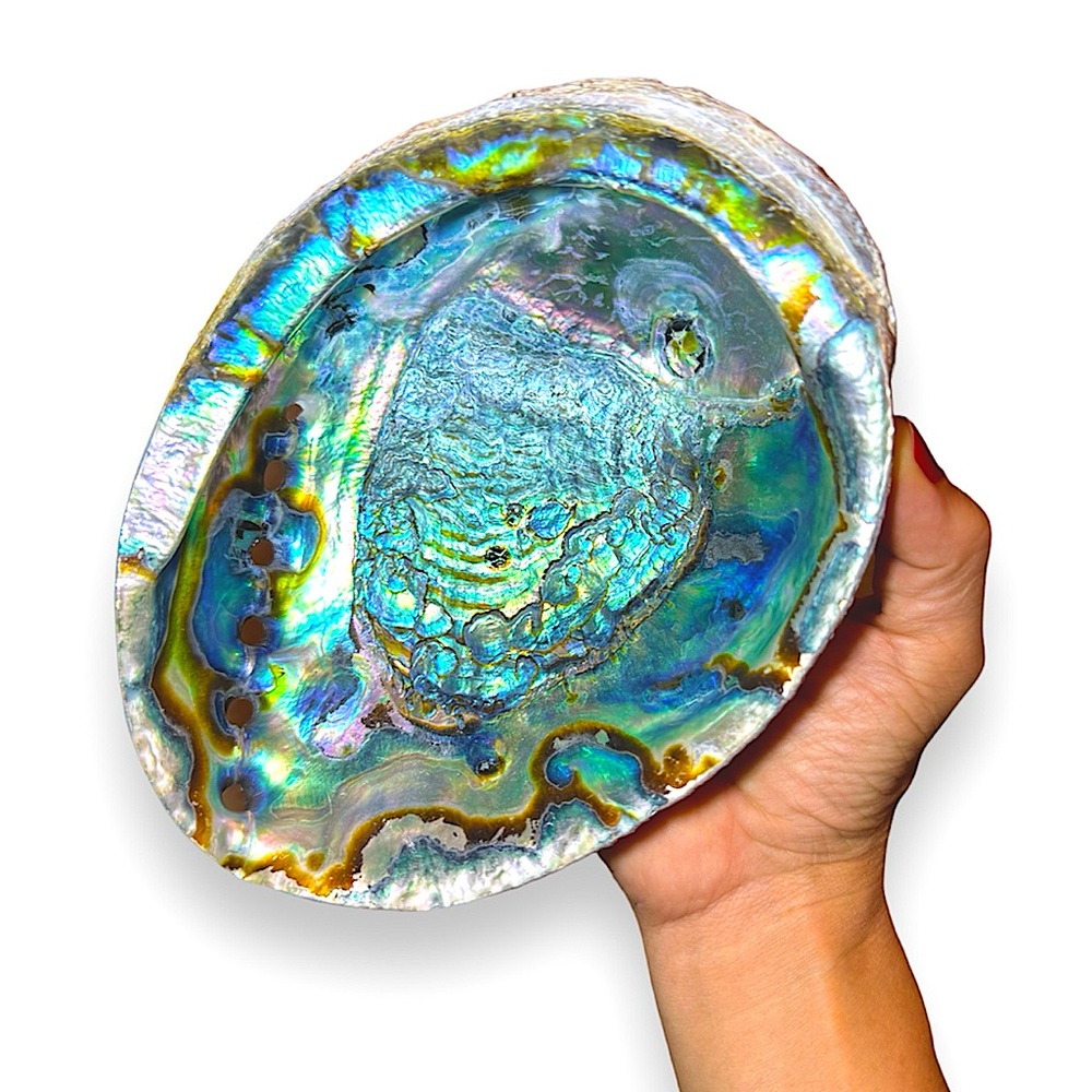 Large Rainbow Abalone Shell home decor beach smudge blue tones .1